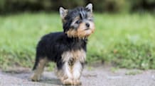 Petco Pet Education Center