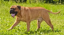 Petco Pet Education Center