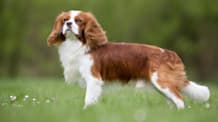 Petco Pet Education Center