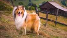 Petco Pet Education Center