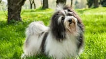Petco Pet Education Center