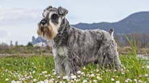 Petco Pet Education Center