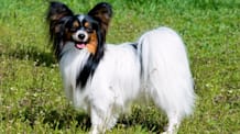 Petco Pet Education Center