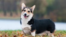 Petco Pet Education Center