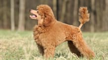 Petco Pet Education Center