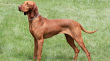 Petco Pet Education Center