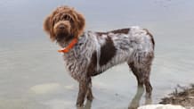 Petco Pet Education Center