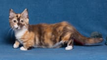 Petco Pet Education Center