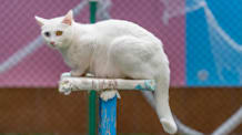 Petco Pet Education Center