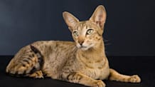 Petco Pet Education Center
