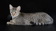 Petco Pet Education Center
