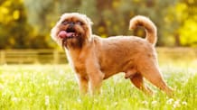 Petco Pet Education Center