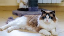 Petco Pet Education Center