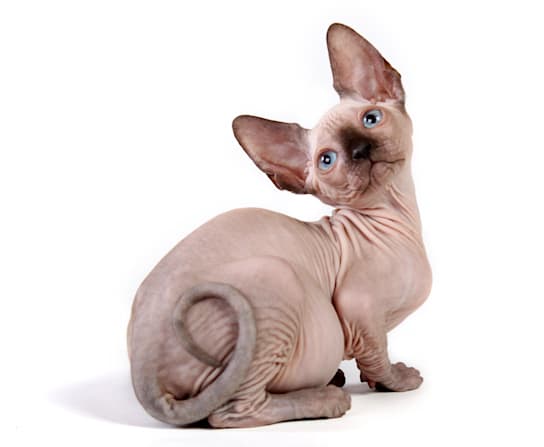 Breed Gallery Image 1