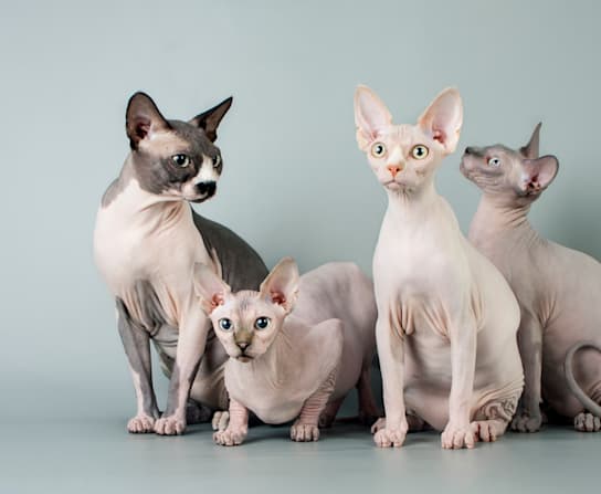 Breed Gallery Image 0