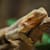 Brumation vs Hibernation in Reptiles 