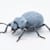 Blue Death Feigning Beetle: The Guide to Habitat, Food & Health Essentials
