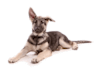 Breed Gallery Indicator 