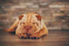 Breed Gallery Indicator 
