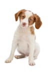 Breed Gallery Indicator 