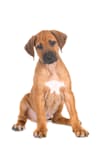 Breed Gallery Indicator 