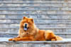 Breed Gallery Indicator 