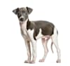 Breed Gallery Indicator 