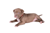 Breed Gallery Indicator 