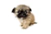Breed Gallery Indicator 