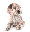 Breed Gallery Indicator 