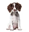 Breed Gallery Indicator 