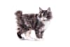 Breed Gallery Indicator 