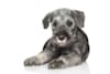 Breed Gallery Indicator 