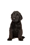 Breed Gallery Indicator 