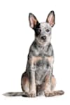 Breed Gallery Indicator 