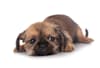 Breed Gallery Indicator 