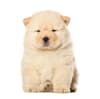 Breed Gallery Indicator 