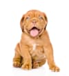 Breed Gallery Indicator 