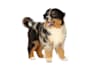 Breed Gallery Indicator 