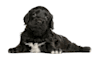 Breed Gallery Indicator 