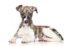 Breed Gallery Indicator 