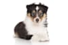 Breed Gallery Indicator 
