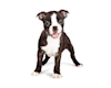 Breed Gallery Indicator 
