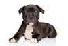 Breed Gallery Indicator 