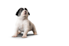 Breed Gallery Indicator 