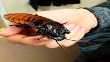 Thriving Tropical Roaches: Food, Habitat & Health Care Guide