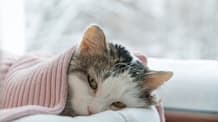 Do Cats Get Seasonal Depression? 