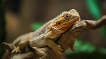 Brumation vs Hibernation in Reptiles 