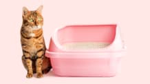 How to Replace Your Cat’s Litter Box Entirely 