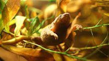 Setting Up an African Dwarf Frog Tank 